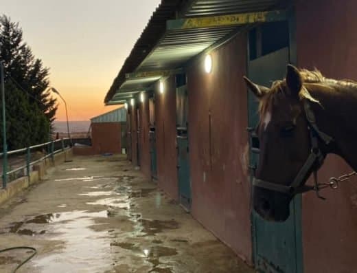 Horseback Riding Experience
